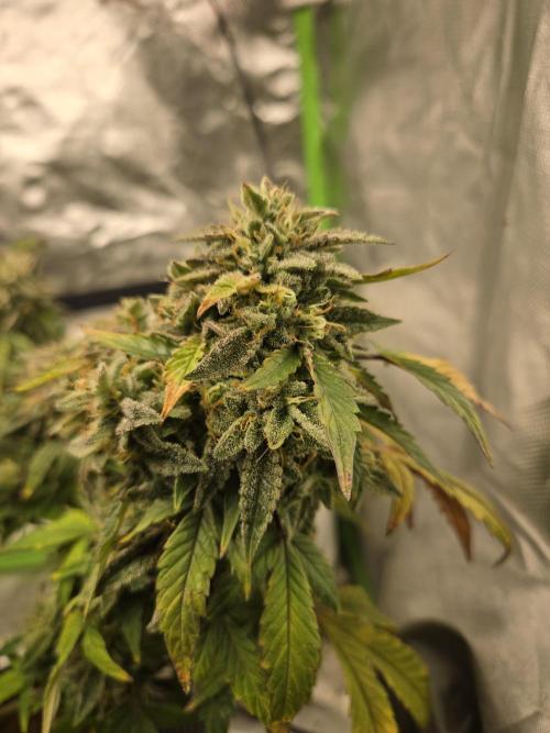 🍋 Super Lemon Haze × 🌌 RS11. Week 16