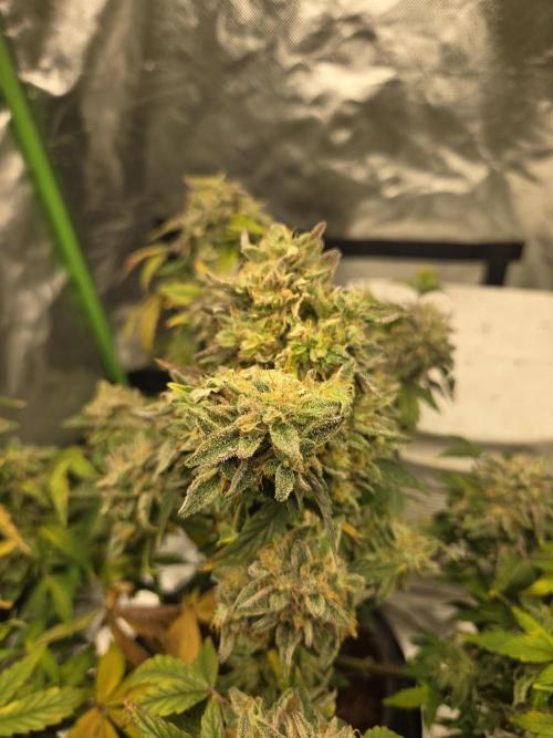 🍋 Super Lemon Haze × 🌌 RS11. Week 16