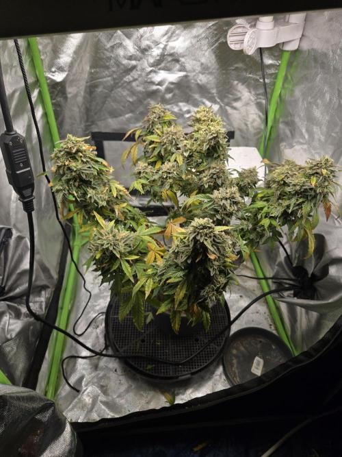 🍋 Super Lemon Haze × 🌌 RS11. Week 16