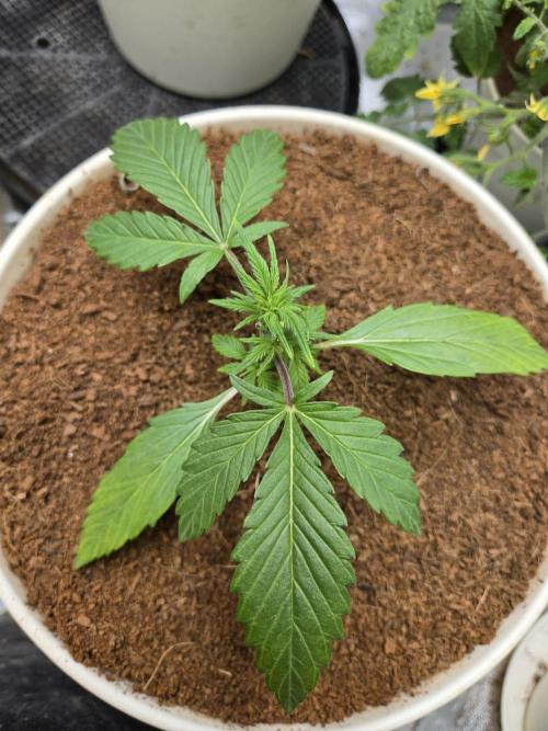 Mira aka Mimosa Bruce Banner Xl Auto. Week 2