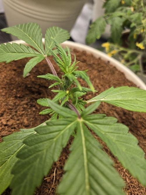 Mira aka Mimosa Bruce Banner Xl Auto. Week 2