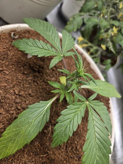 Mira aka Mimosa Bruce Banner Xl Auto. Week 2