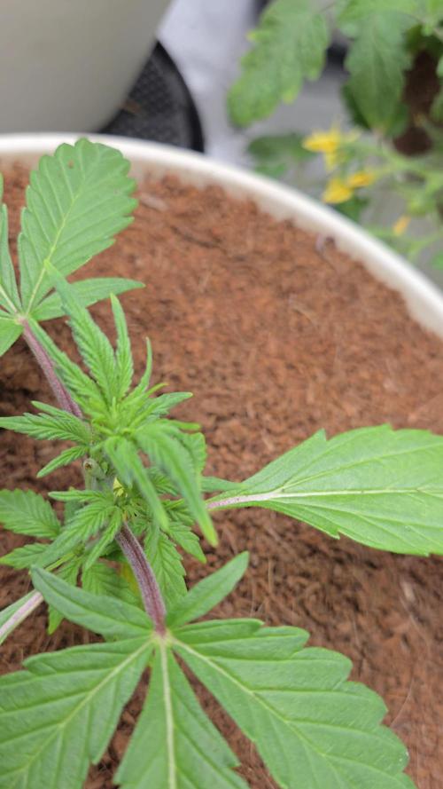 Mira aka Mimosa Bruce Banner Xl Auto