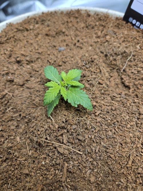 Violetta aka Banana Purple Punch. Week 2