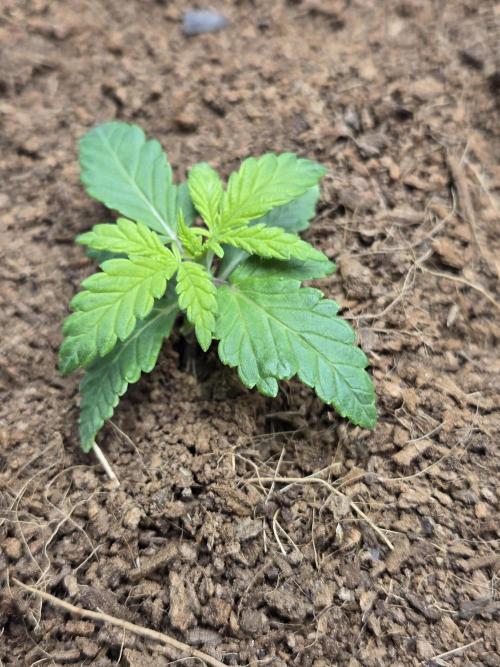 Violetta aka Banana Purple Punch. Week 2