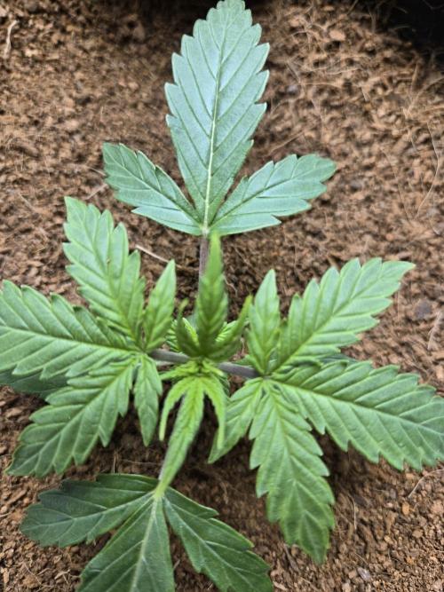 Bianca aka White Truffle. Week 2