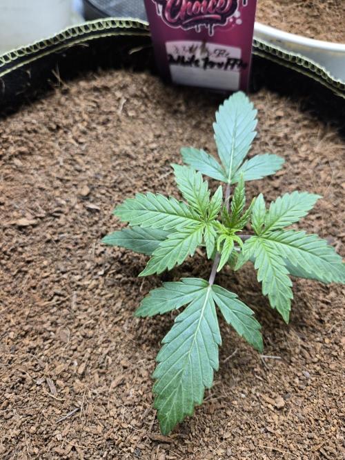 Bianca aka White Truffle. Week 2