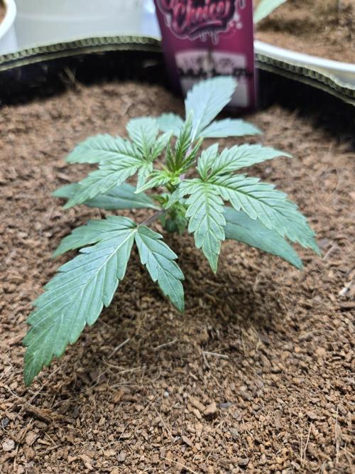 Bianca aka White Truffle. Week 2