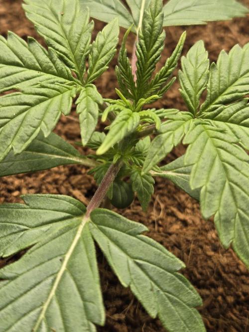 Bianca aka White Truffle. Week 2