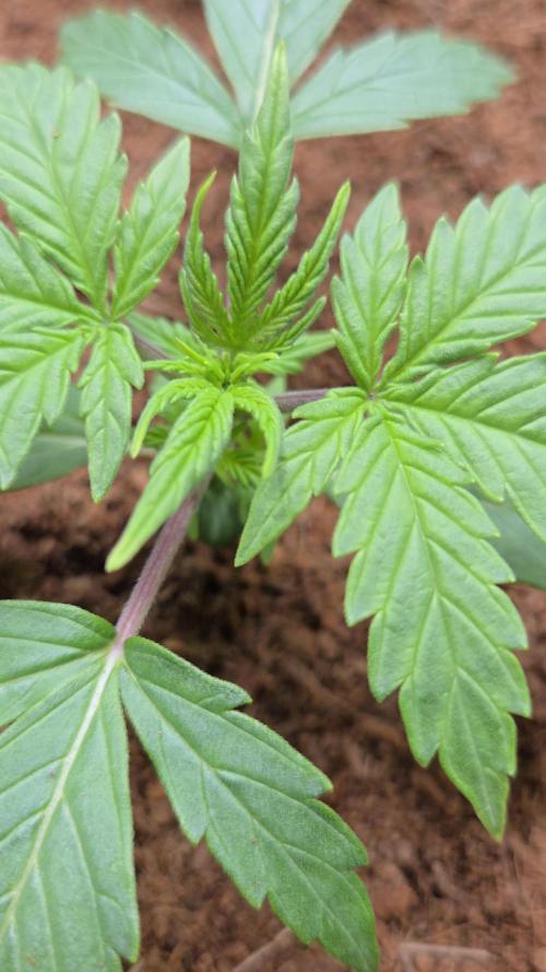 Bianca aka White Truffle