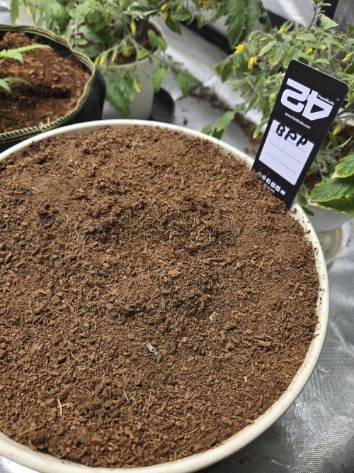 Banana Purple Punch. Week 3