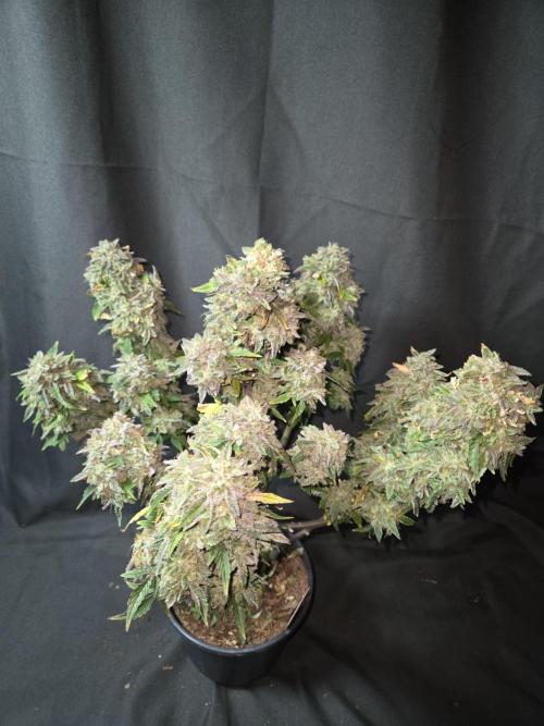 🍋 Super Lemon Haze × 🌌 RS11. Week 17