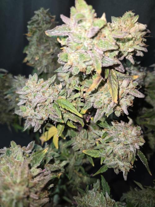 🍋 Super Lemon Haze × 🌌 RS11. Week 17