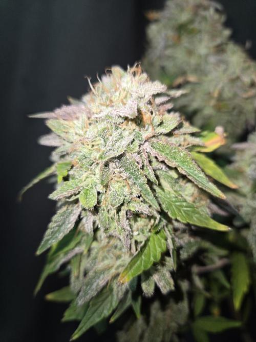 🍋 Super Lemon Haze × 🌌 RS11. Week 17