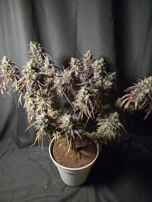 Permanent Jealousy XL Auto. Week 13