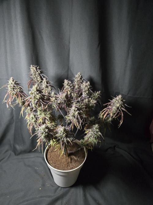 Permanent Jealousy XL Auto. Week 13