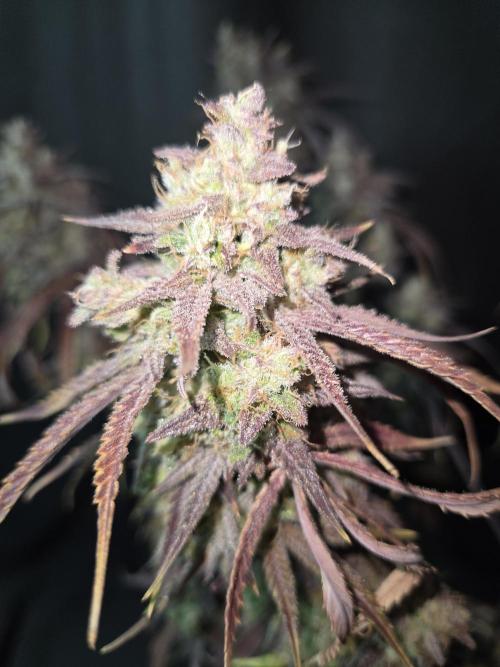 Permanent Jealousy XL Auto. Week 13