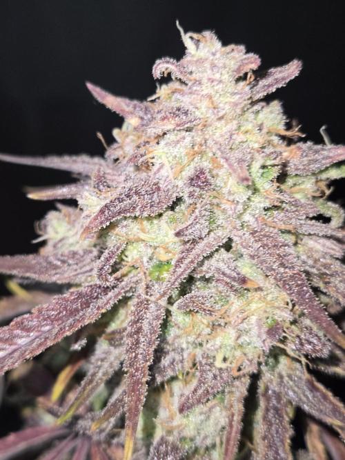 Permanent Jealousy XL Auto. Week 13