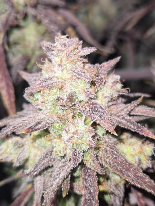 Permanent Jealousy XL Auto. Week 13