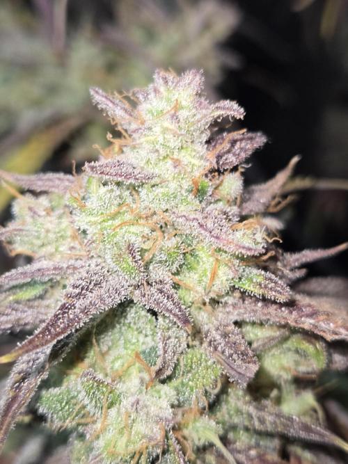 Permanent Jealousy XL Auto. Week 13