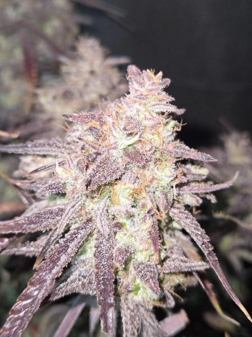 Permanent Jealousy XL Auto. Week 13