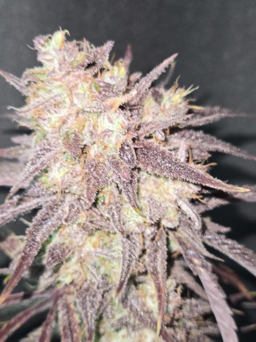 Permanent Jealousy XL Auto. Week 13