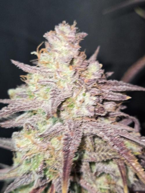 Permanent Jealousy XL Auto. Week 13