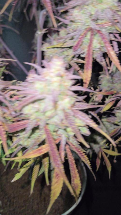 Permanent Jealousy XL Auto