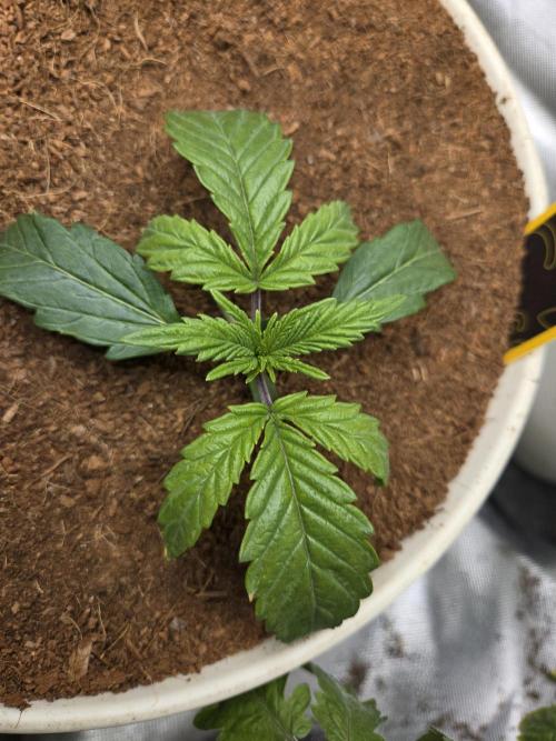 Yuki aka Frosted Guava. Week 2