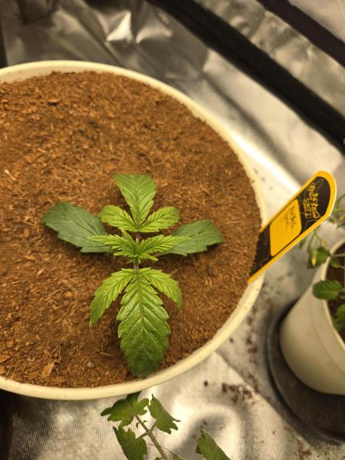 Yuki aka Frosted Guava. Week 2