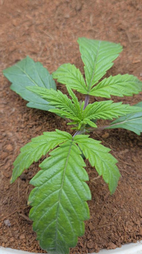 Yuki aka Frosted Guava