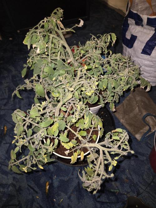 Kirsch Tomaten by Kiepenkerl. Week 7