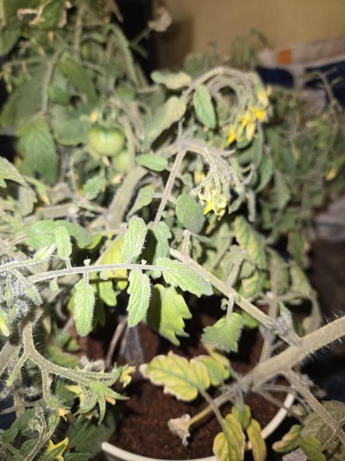 Kirsch Tomaten by Kiepenkerl. Week 7