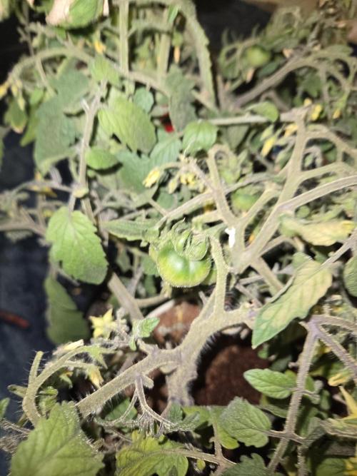 Kirsch Tomaten by Kiepenkerl. Week 7