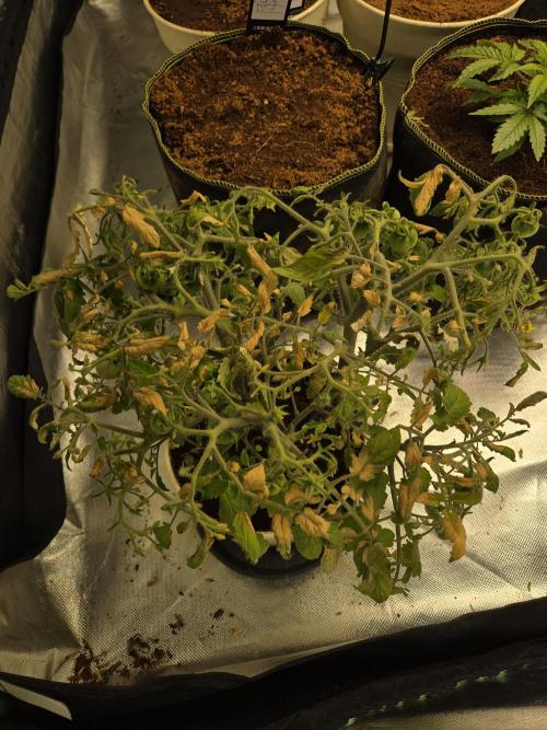 Kirsch Tomaten by Kiepenkerl. Week 7