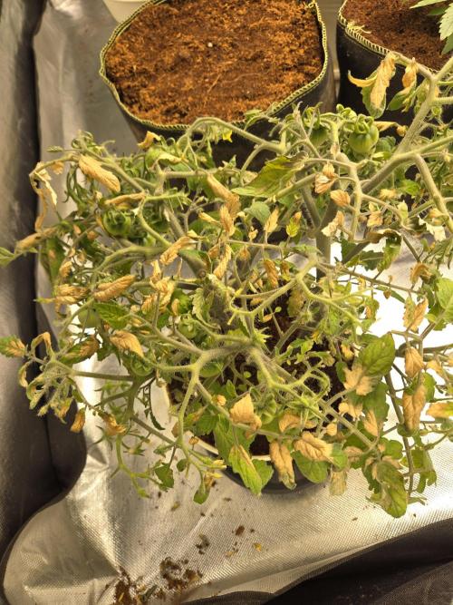 Kirsch Tomaten by Kiepenkerl. Week 7