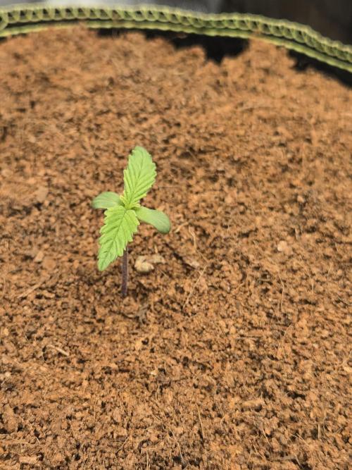 Valentina aka BananaPurplePunch RF3. Week 1