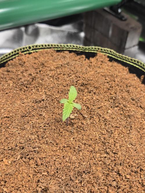 Valentina aka BananaPurplePunch RF3. Week 1