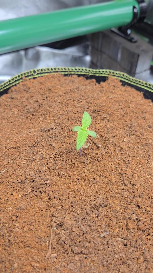 Valentina aka BananaPurplePunch