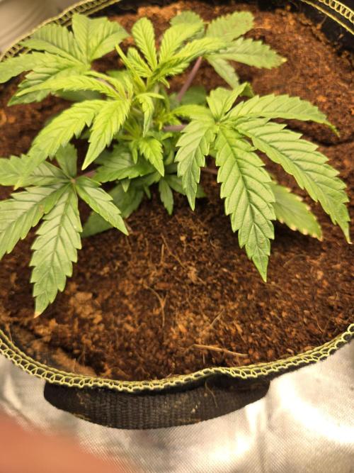 Bianca aka White Truffle. Week 3