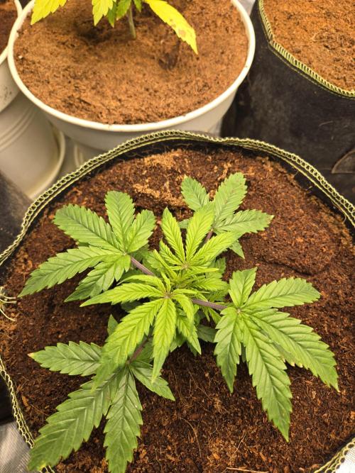 Bianca aka White Truffle. Week 3