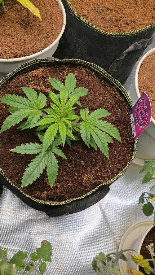 Bianca aka White Truffle. Week 3