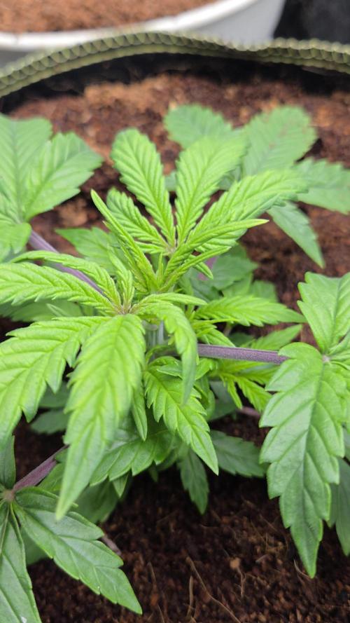 Bianca aka White Truffle