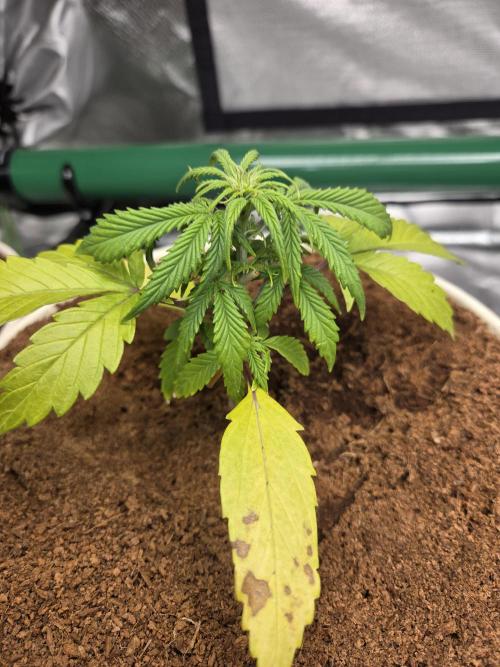 Mira aka Mimosa Bruce Banner Xl Auto. Week 3