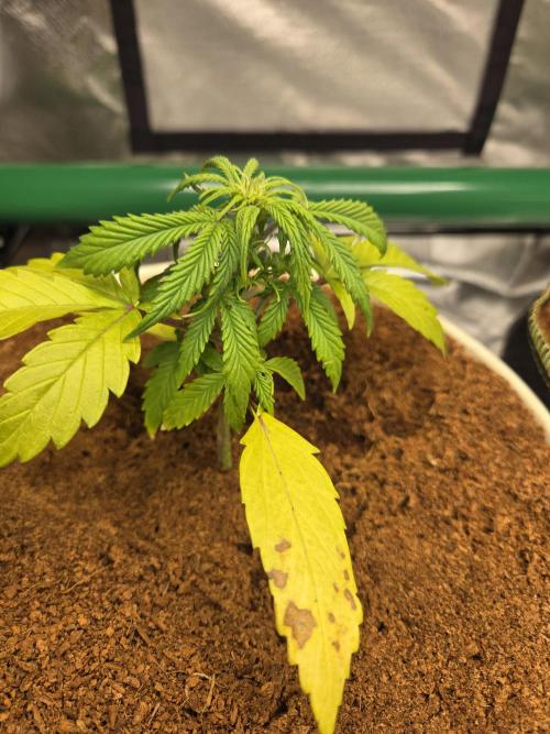 Mira aka Mimosa Bruce Banner Xl Auto. Week 3