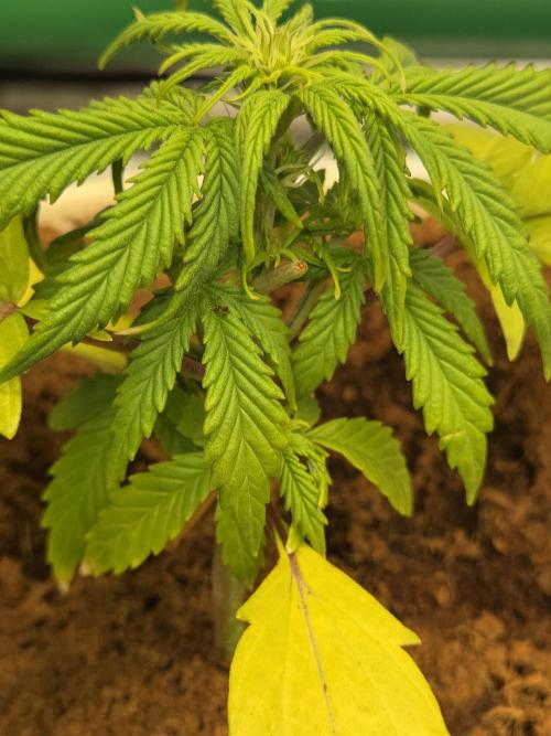 Mira aka Mimosa Bruce Banner Xl Auto. Week 3