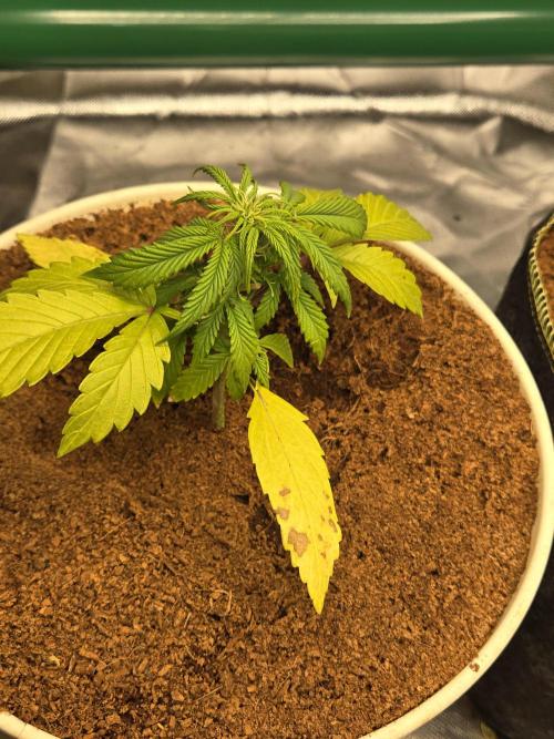 Mira aka Mimosa Bruce Banner Xl Auto. Week 3