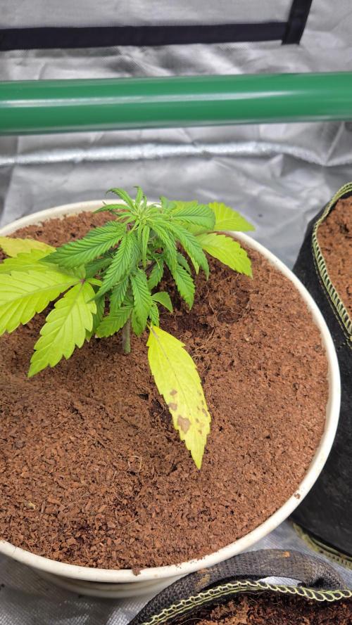 Mira aka Mimosa Bruce Banner Xl Auto