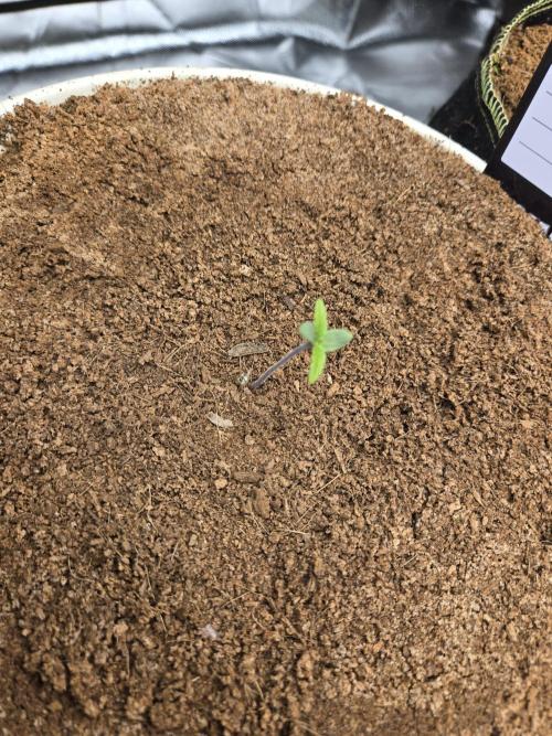 Violetta aka Banana Purple Punch. Week 1