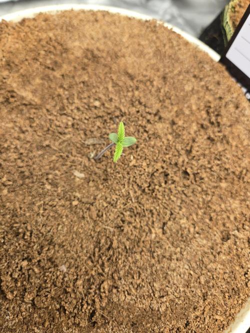 Violetta aka Banana Purple Punch. Week 1